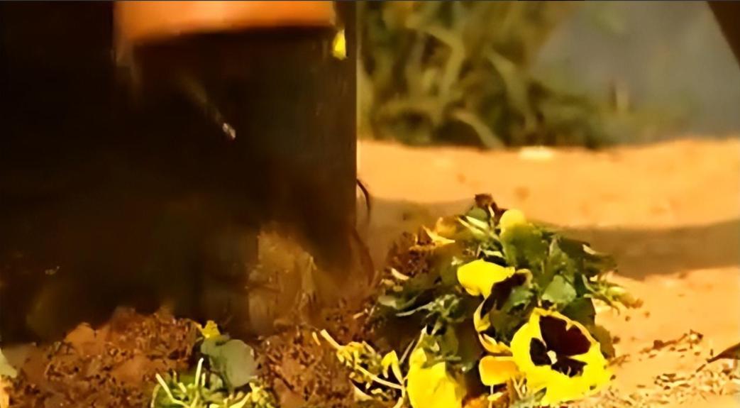 大猩猩减肥,红毛大猩猩减肥