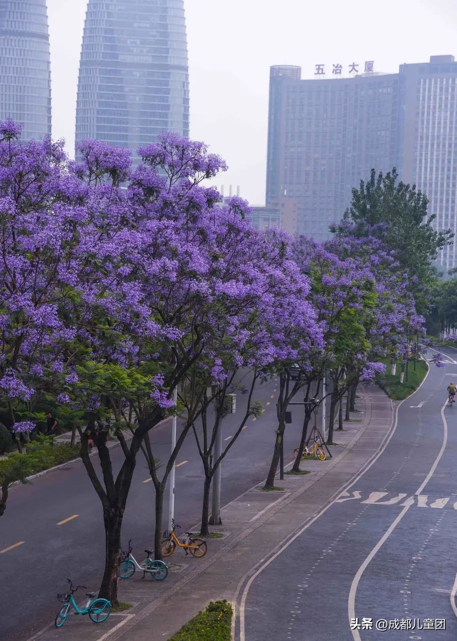 成都武晋路蓝花楹,昆明街头蓝花楹绽放成梦幻花海