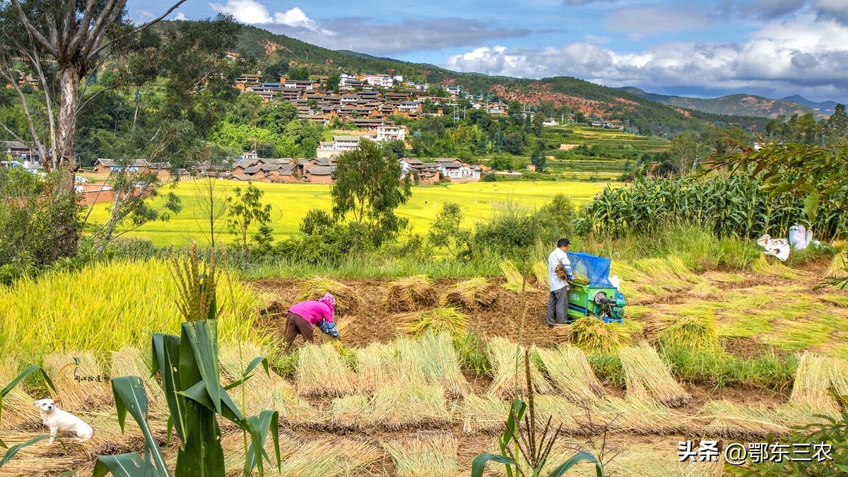 立秋有雨词句,立秋有雨谚语