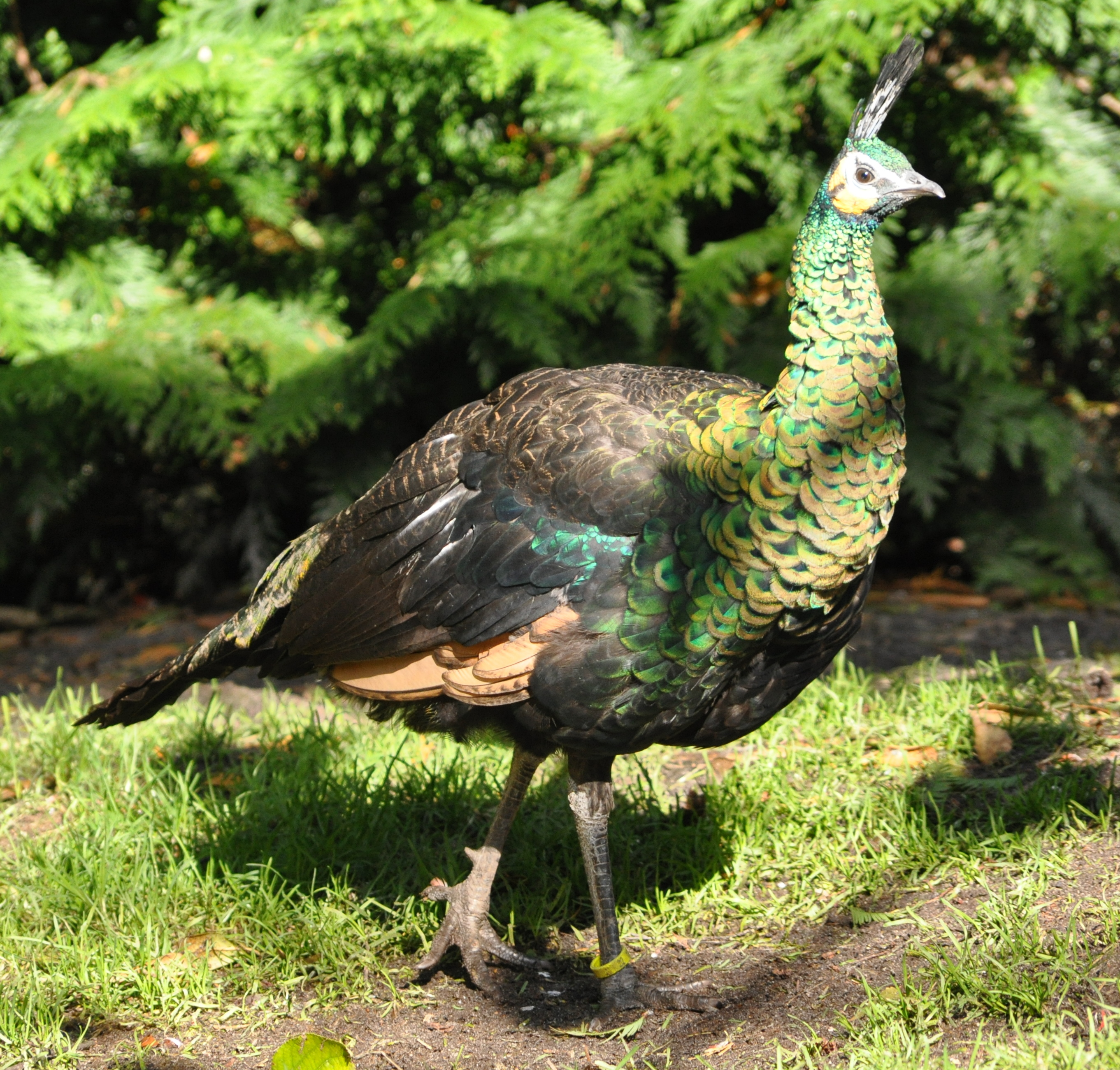 鸡窝真能飞出“凤凰”！安徽居民家中惊现大鸟，专家竟认错物种？