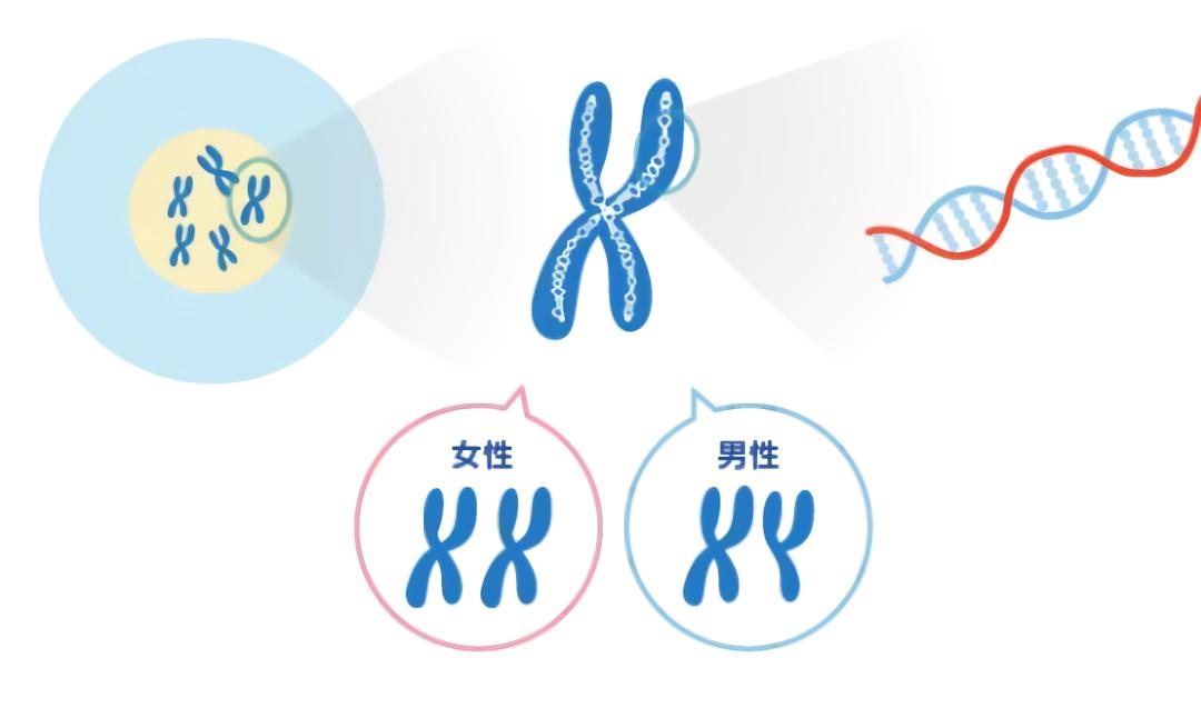 生男生女到底谁说了算？