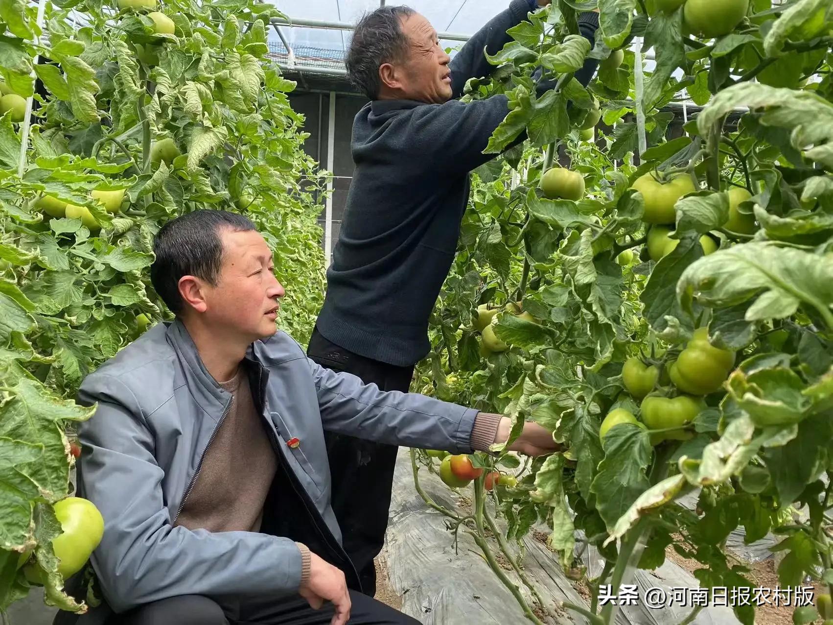 乡村振兴种蔬菜,乡村振兴大棚种植