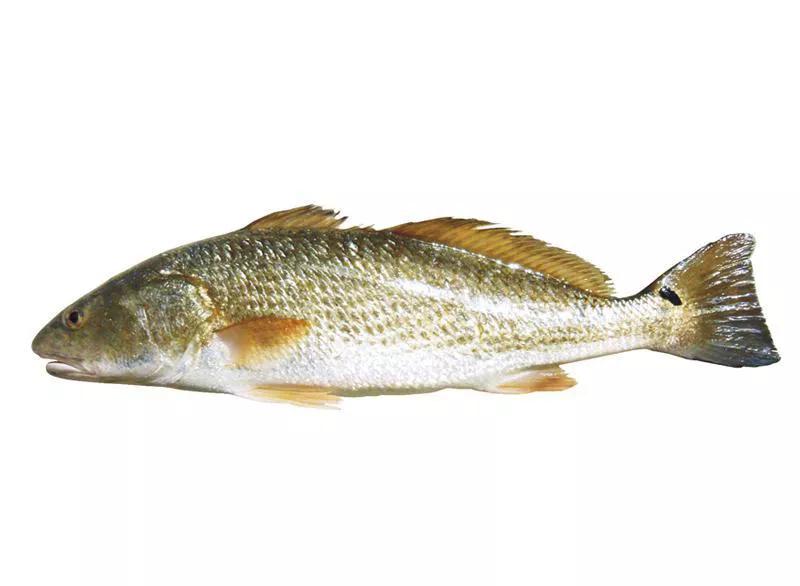 2020年禁养水产类名单,国家禁止放生的鱼类有哪些