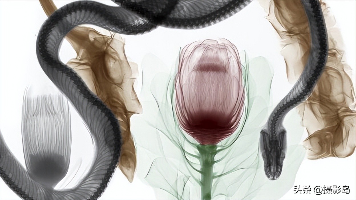 x射线数字成像检测专家,x射线专家