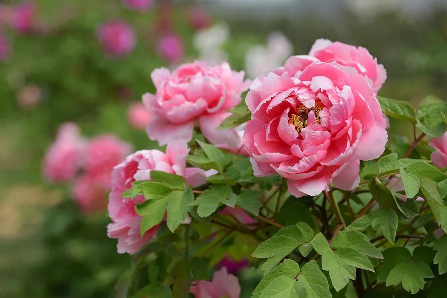 人出生的每个月对应的是什么花,8月份出生的用什么花代表