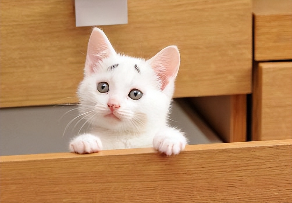 微信被骗子恶意投诉遭封号,被人诬陷微信被封号解决方法