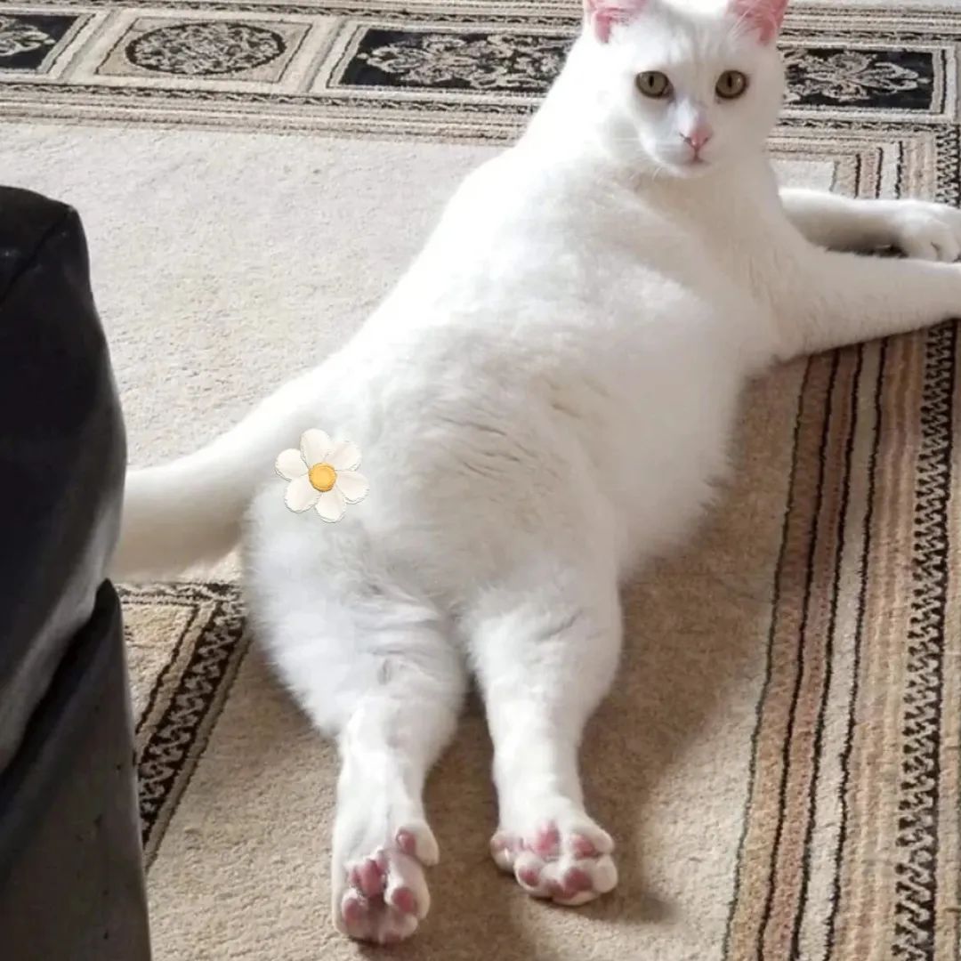 猫狗太臭了怎么办,为什么猫狗夏天不热