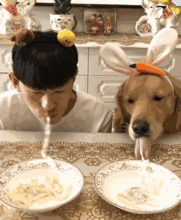 狗狗不吃食怎么办用什么药,狗狗不吃食怎么办