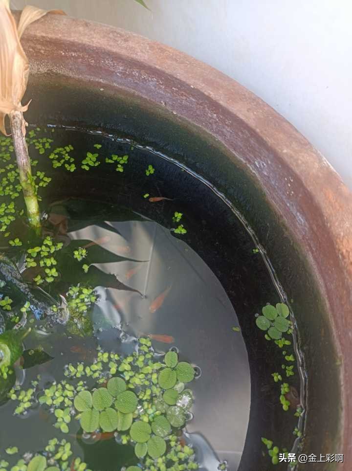 鱼缸水黄绿色但是很清澈,如何养金鱼让鱼缸水清澈