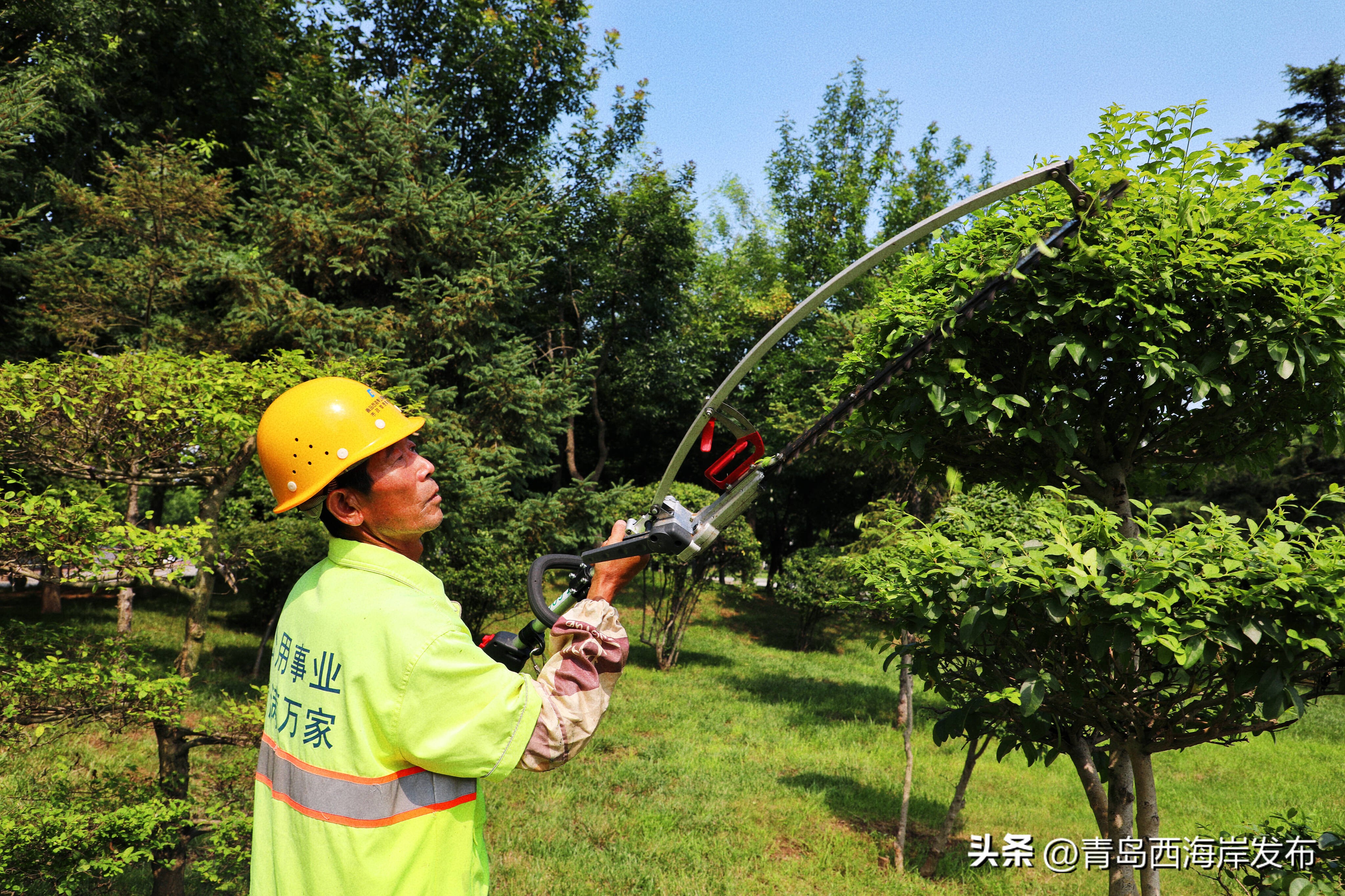 西海岸新区森林植被,西海岸新区花卉种植基地