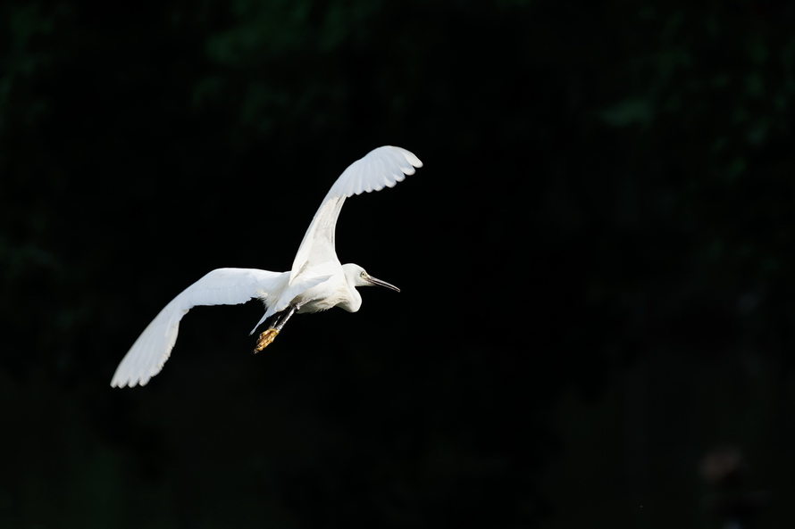 佳能eosr8打鸟,佳能eosr8拍视频变焦