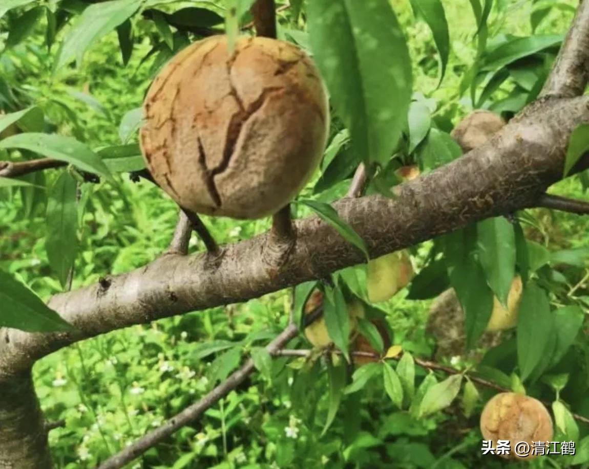 冬桃裂果是什么原因,冬桃烂心咋回事