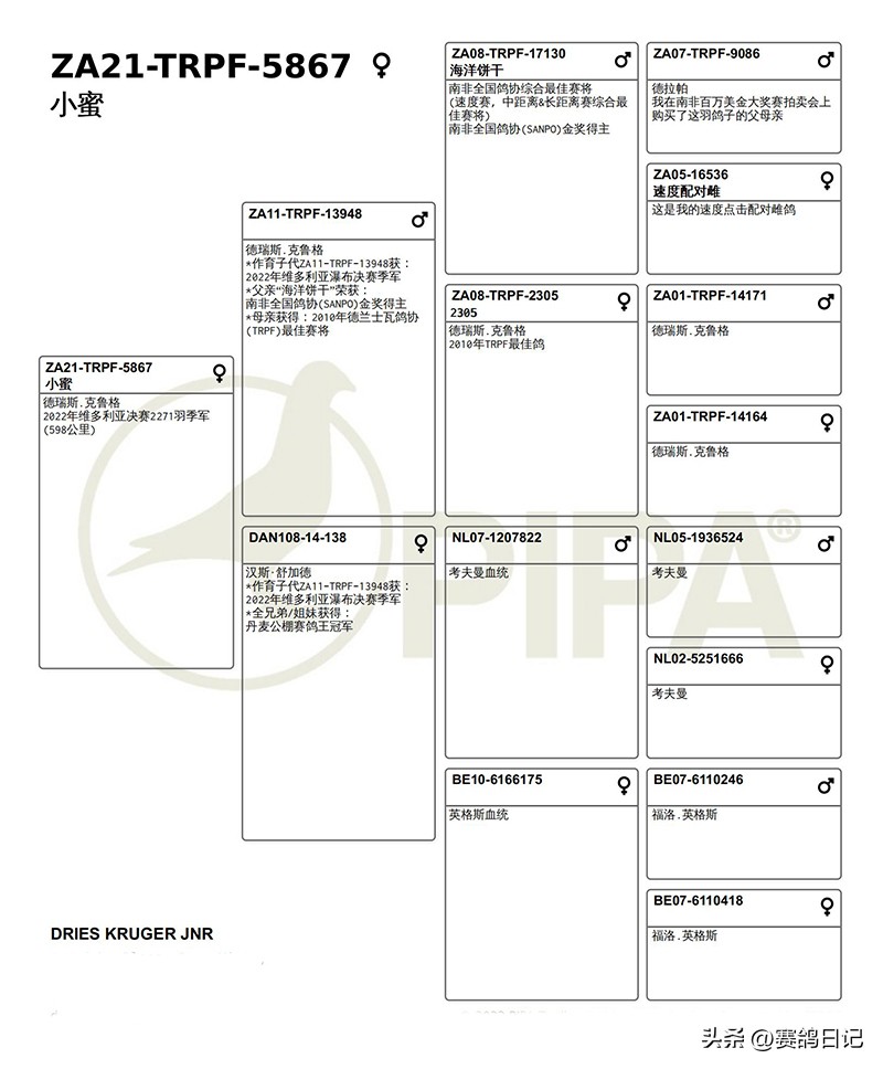 各大公棚冠军鸽,维多利亚公棚