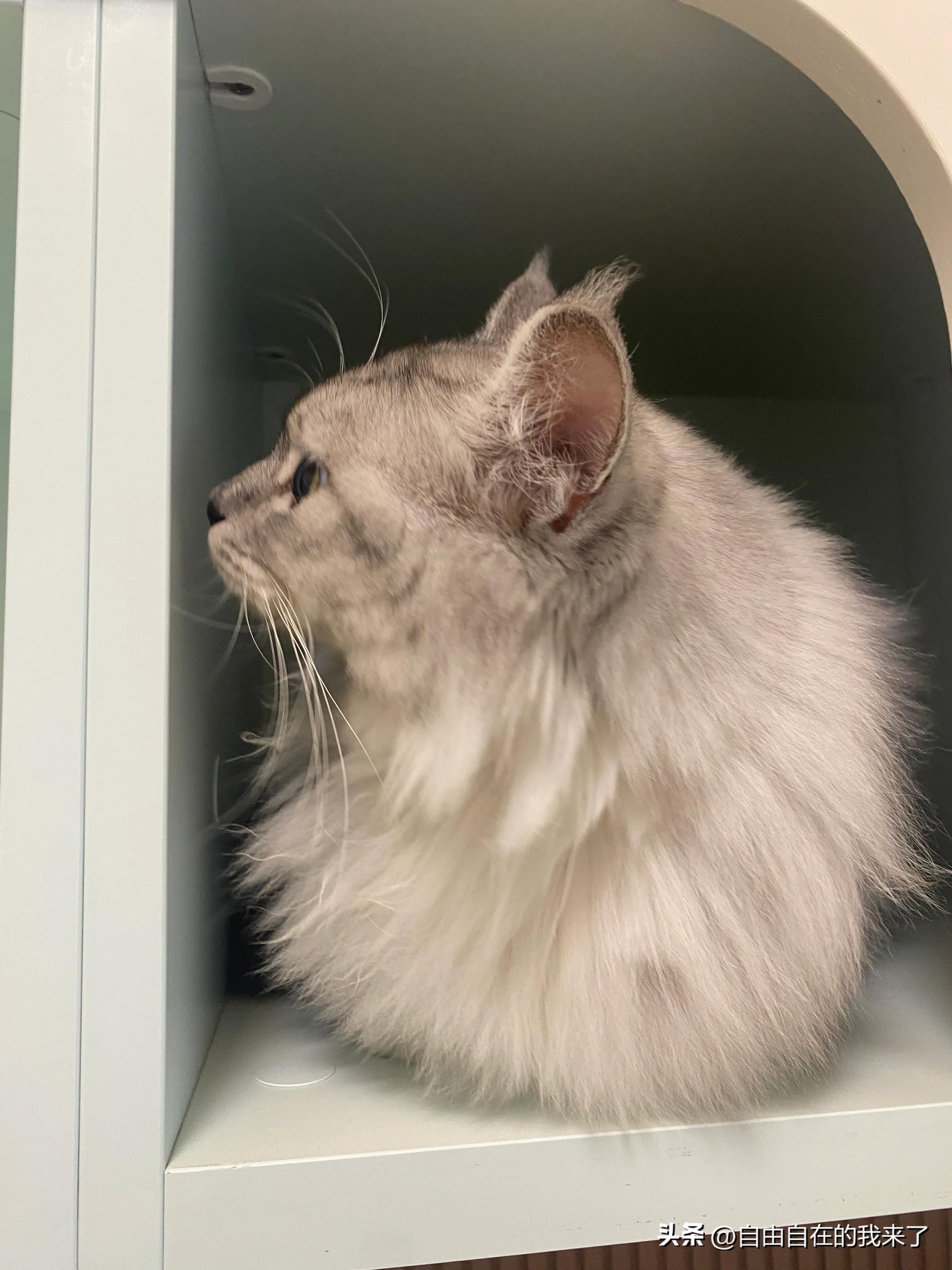 猫咪感冒发烧保险能不能用,猫咪感冒主人花了五六千没治好