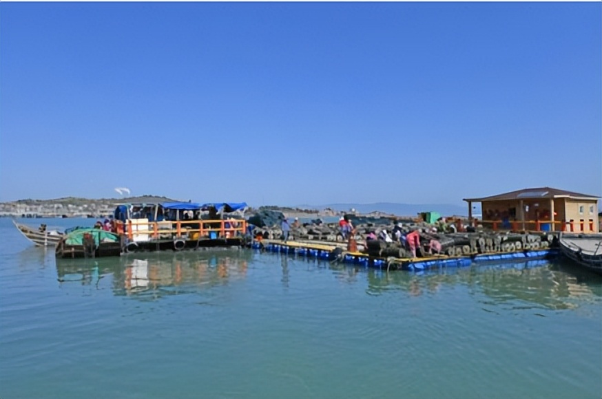 海里扔石头养海参,向海里扔石头养殖海参的年轻人