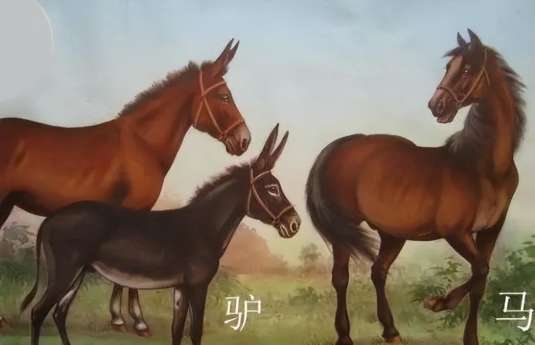 驴和马为什么能培育出骡子,马和驴真的能产下骡子吗
