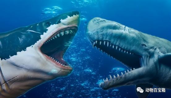 生吞大白鲨的虎鲸,大白鲨的力量有多强