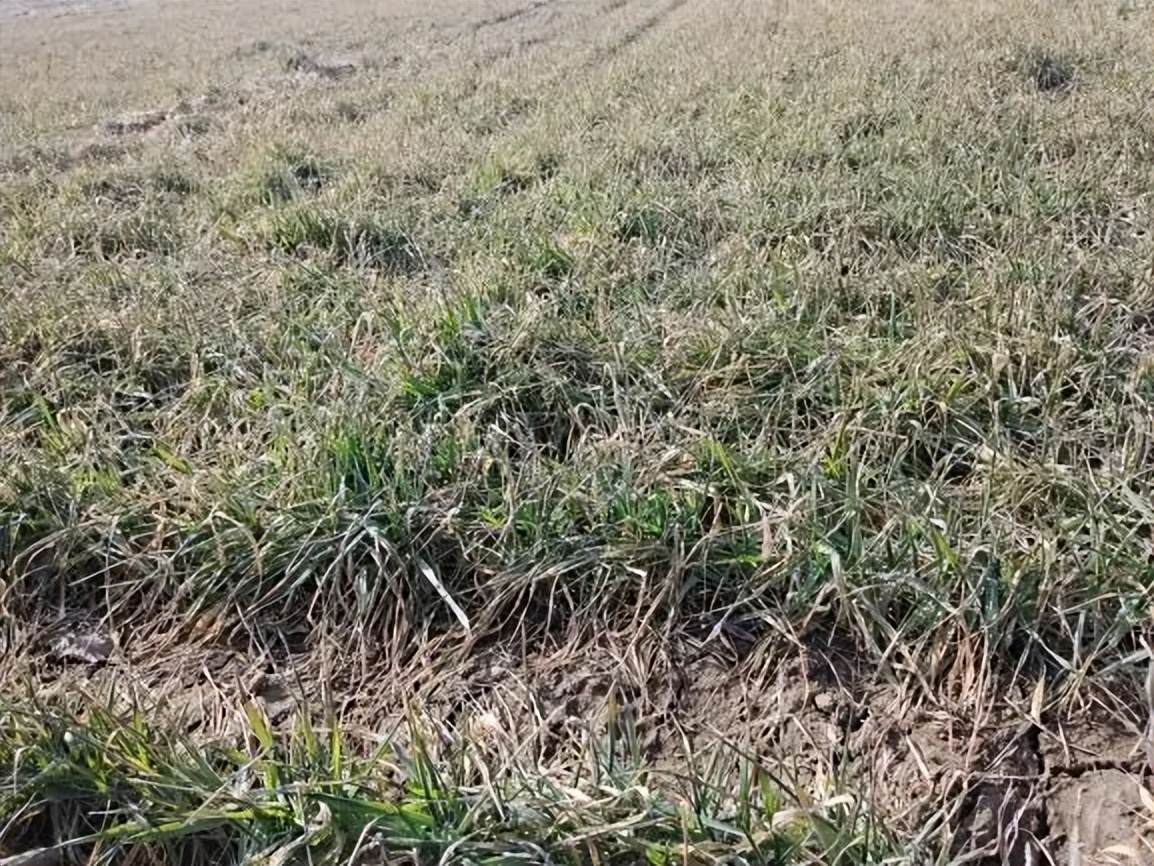 小麦返青期用二氢钾和芸苔素,小麦返青期喷芸苔素的效果