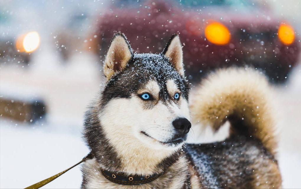 新手养狗千万别养哈士奇,是不是第一次养狗不要养哈士奇
