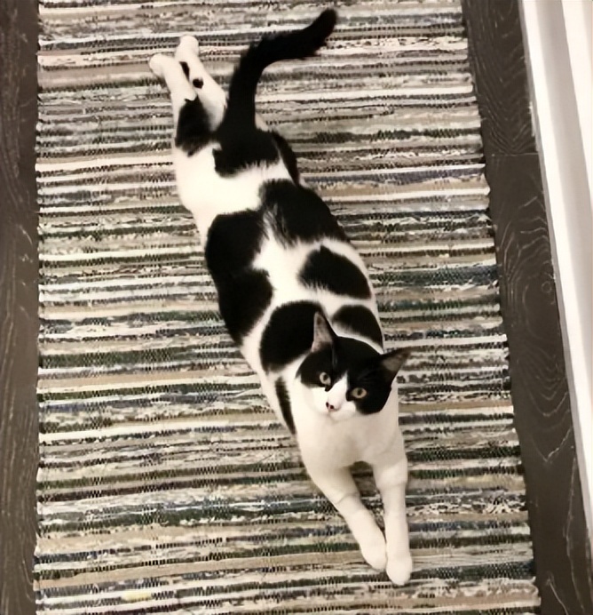 你以为你养的中华田园猫,家里养了中华田园猫