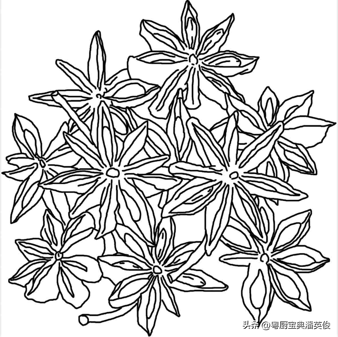 香料知识：八角因形状而得名，原称舶茴香，菜肴及卤味增香的法宝