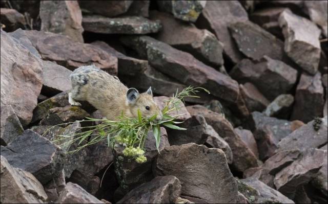 79个难得一见照片，飞机释放烟雾弹，逃票的女乘客，飞翔的蝙蝠