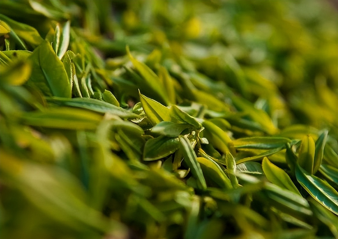 中国十大名茶到底是哪些呢,安徽名茶被列入中国十大名茶的是