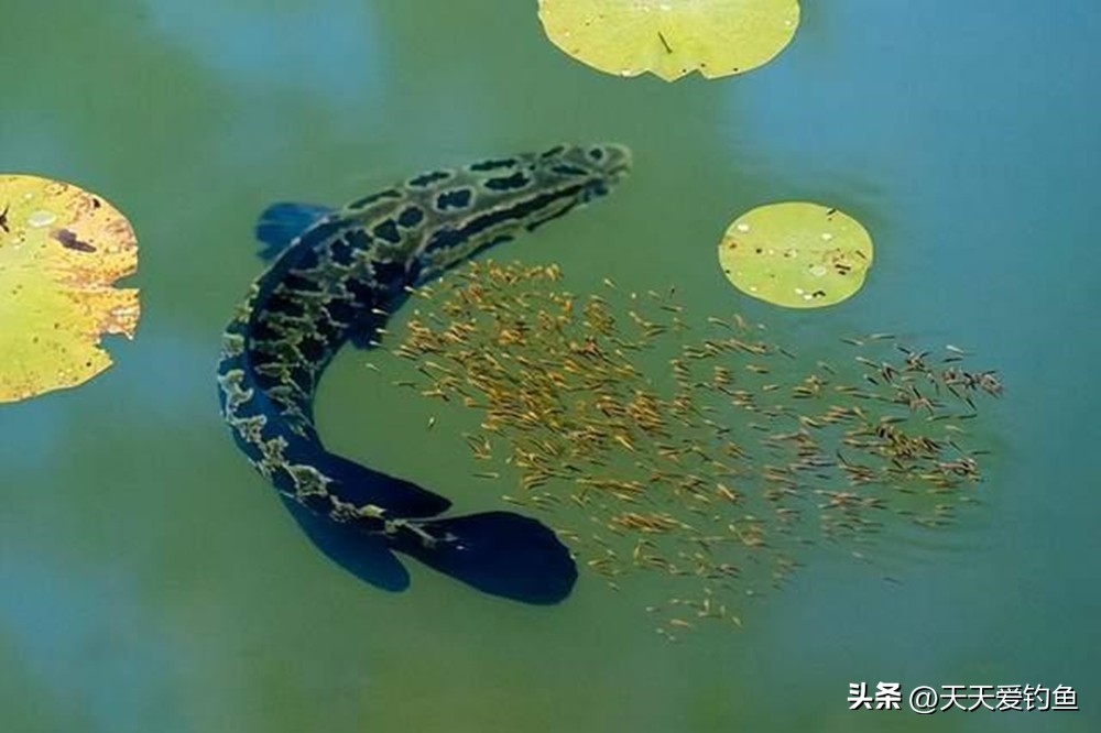 钓黑鱼的方法与技巧不用路亚,野钓黑鱼怎么选择钓位最好