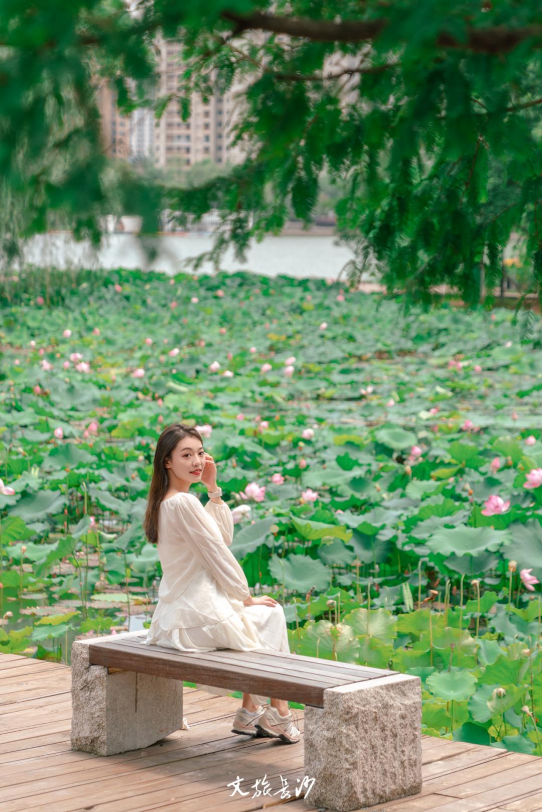 长沙赏秋去哪里,长沙第一波赏荷地图