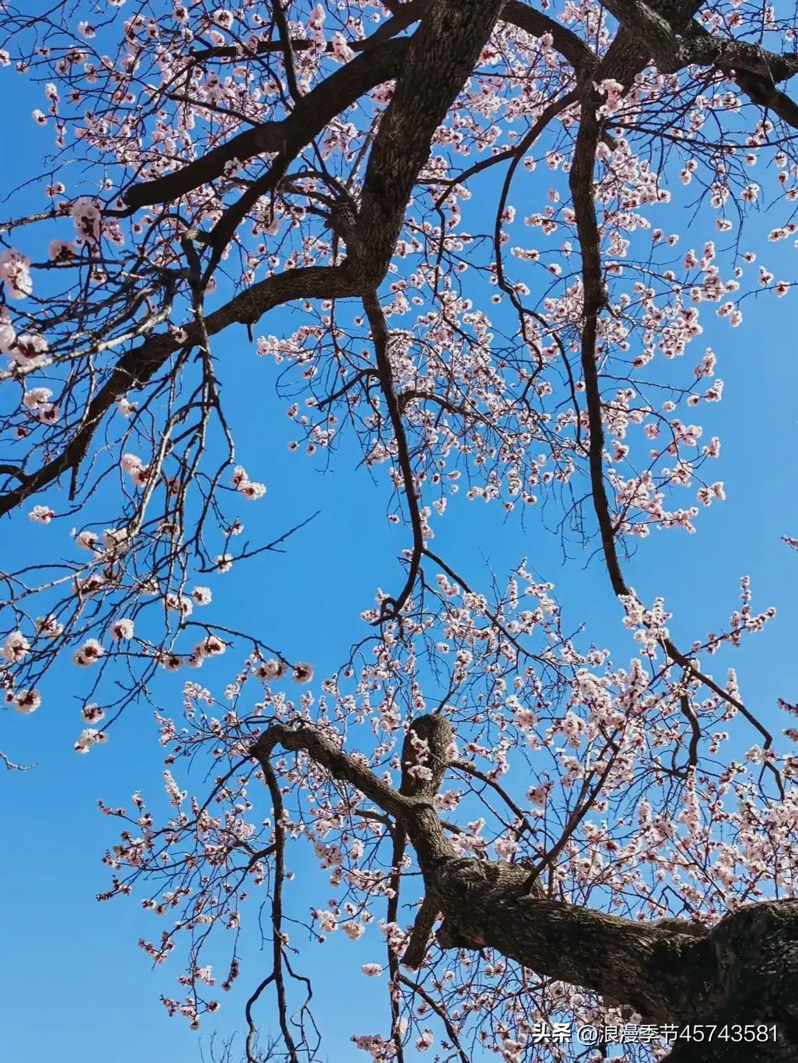 春暖花开日光倾城散文,春暖花开的季节散文