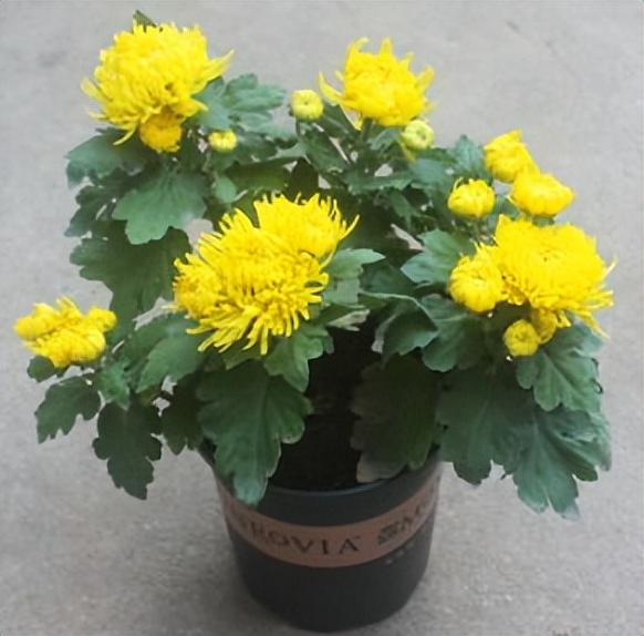 荷兰菊花的养殖方法和注意事项,新扦插的菊花小苗怎么养殖