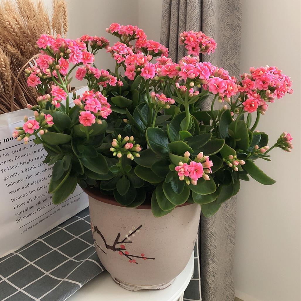 十月长寿花怎么开花,长寿花怎么打才能爆花