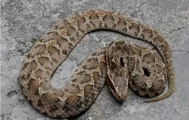 被五步蛇咬伤的急救措施,浙江男子被五步蛇烙铁头蛇咬伤自救