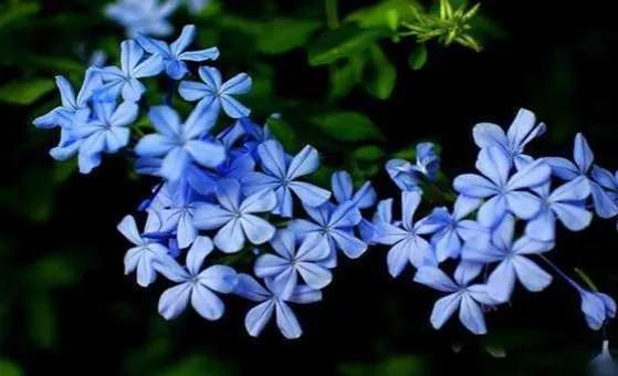 生长在衣服上的雪花,生长在热带草原的植物