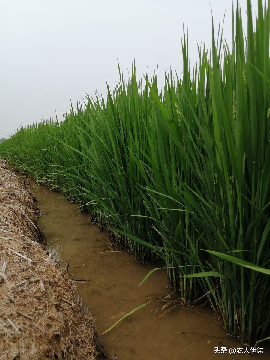 水稻进入扬花期后这样做，能有效减少毗谷的同时，还能预防病虫害