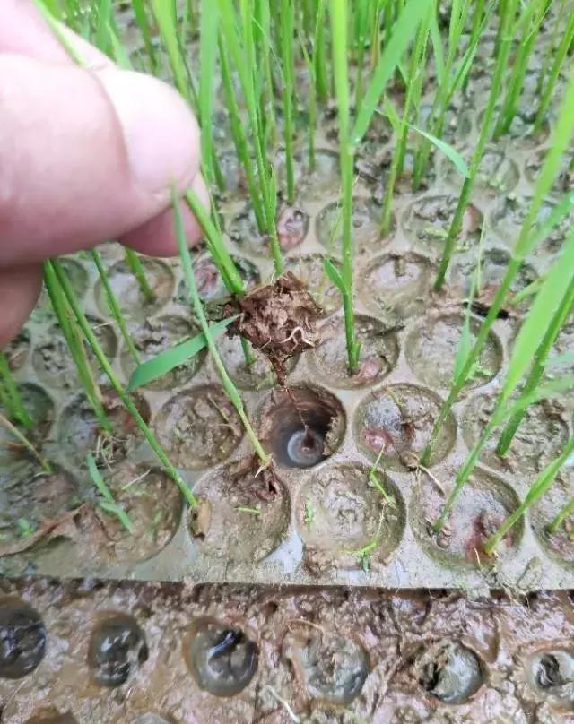 现代农业研究：水稻重金属P型ATP酶OsHMA6可能是铜外排蛋白