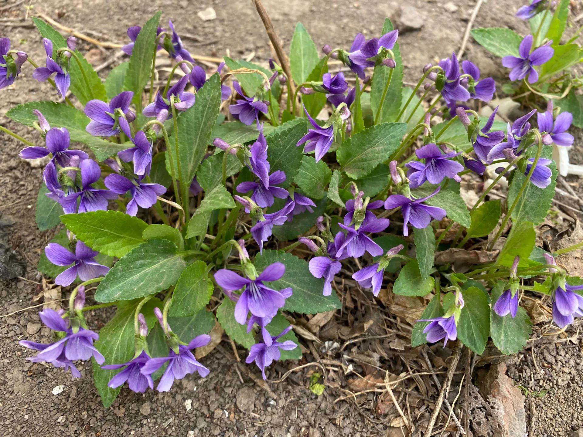 农村常见的顽固藤条植物,农村常见的止血植物图片