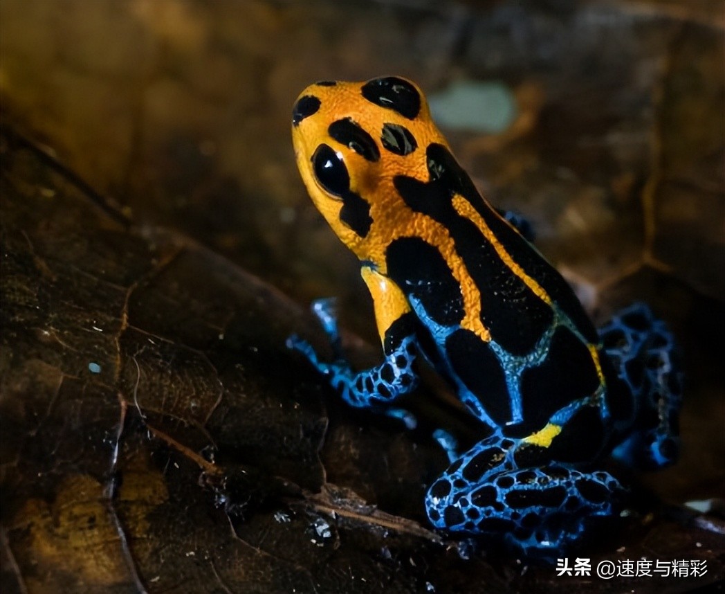 卡西欧g-shock30周年纪念,卡西欧gshock蛙人七代时间调整