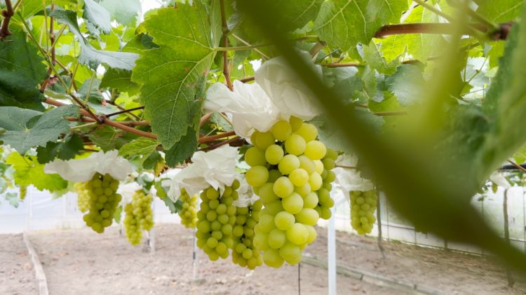 小巨峰葡萄,现在有没有巨峰葡萄