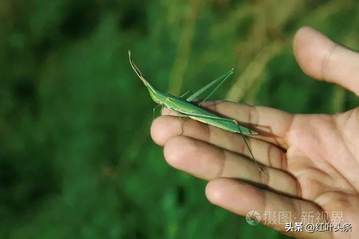 曾经陪伴我们长大的童年游戏,曾经陪伴我最久的游戏