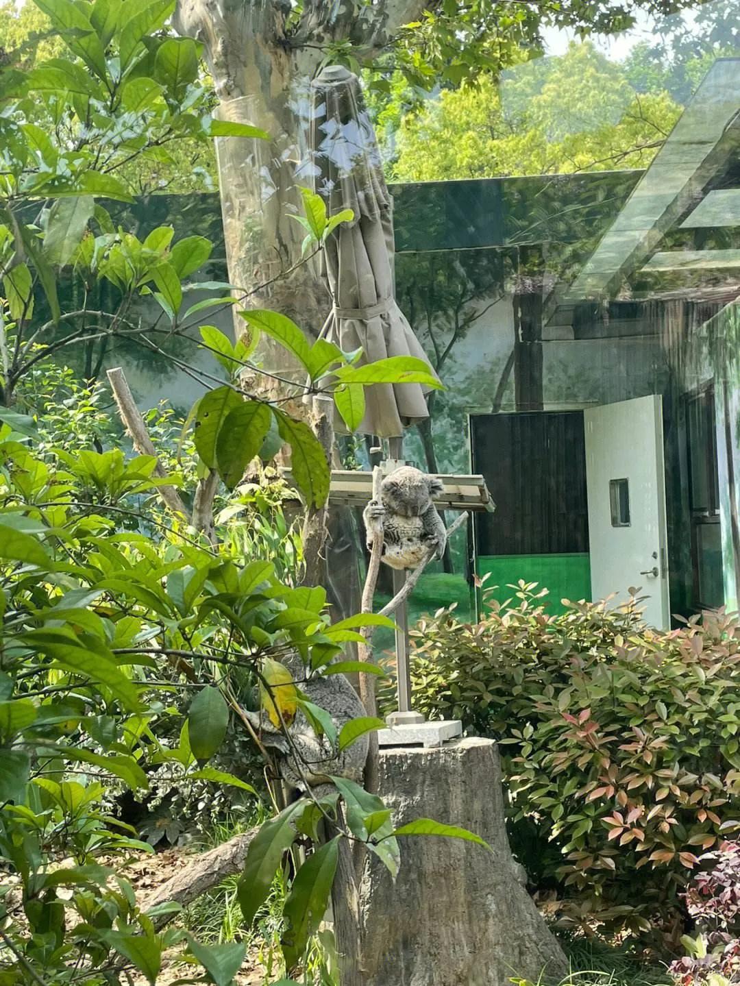 广州长隆野生动物世界有大象吗,广州长隆野生动物世界有多少动物