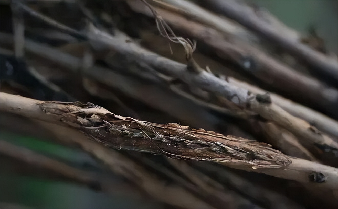 金蝉里的金豆能卖多少钱,农村小伙果园养金蝉一年卖6000万