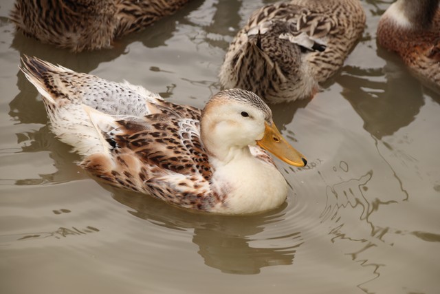 紫薇都市田园直播,紫薇都市田园好玩吗