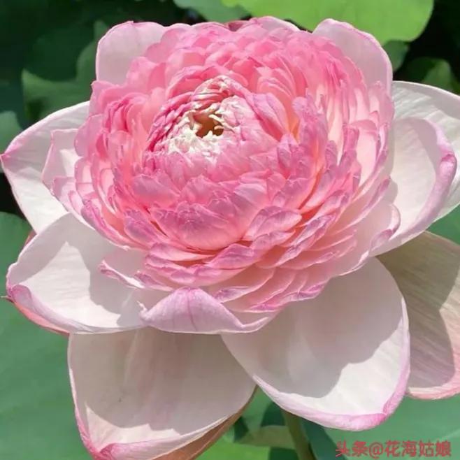 感觉自己好累好累的句子,感觉自己每天都好累好累