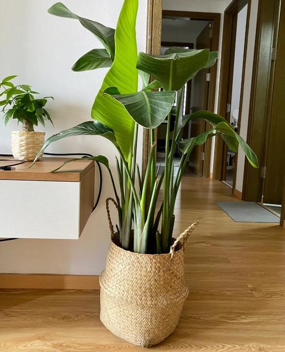 进门见六个门好吗,进门见吉祥如意好不好