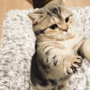 田园猫哪种猫比较好养活,中华田园猫宜养的10种猫