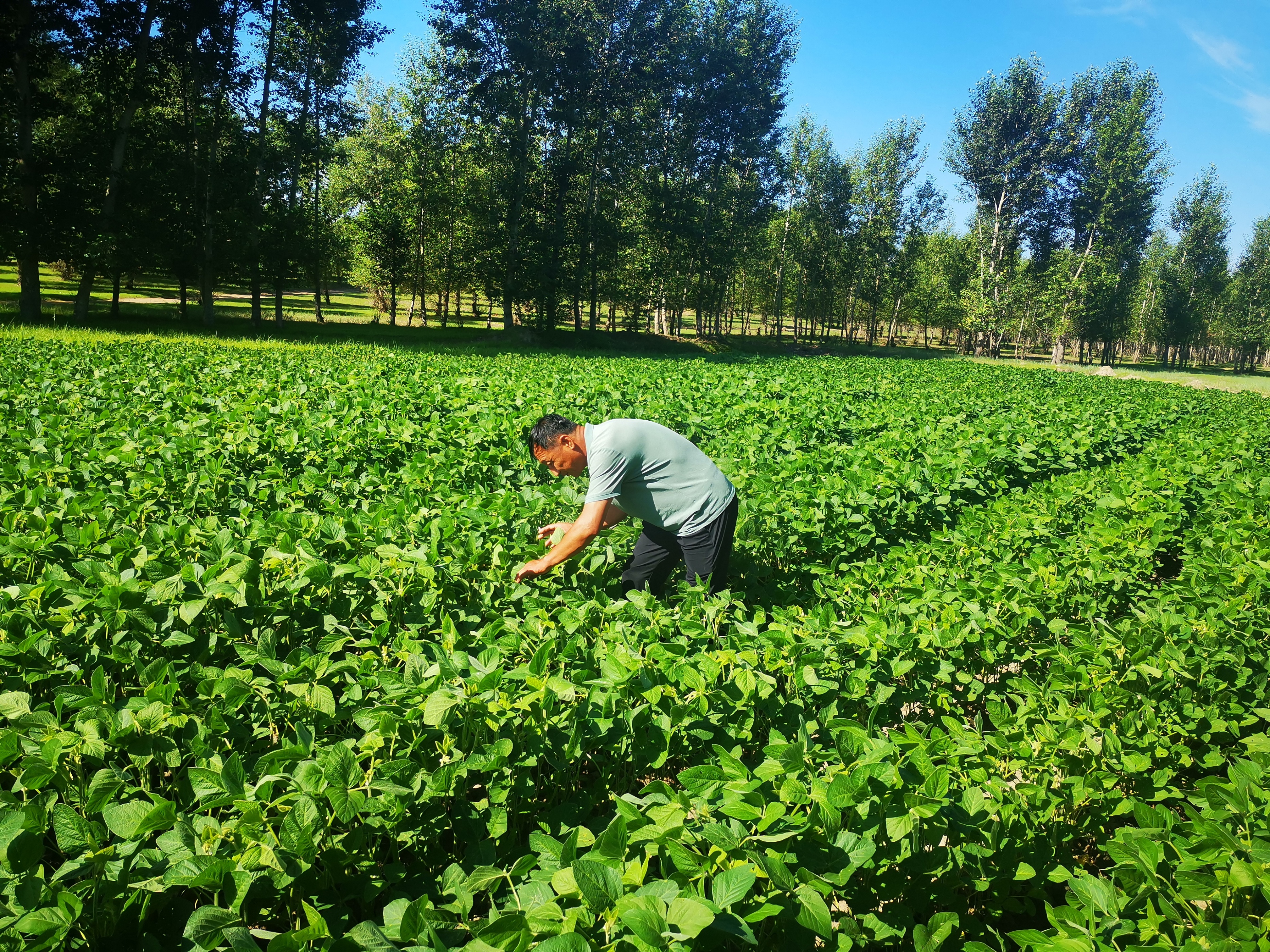 洮北区乡村振兴规划,洮南市创新创业基地项目