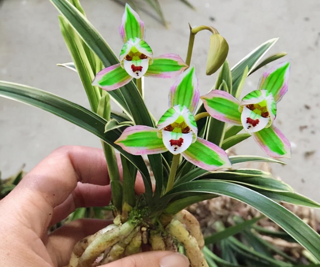 带一点金边的兰花是什么品种,叶宽且带金边的兰花