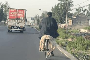 民警遇已故缉毒犬相似狗狗泪崩,民警发现酷似已故缉毒犬