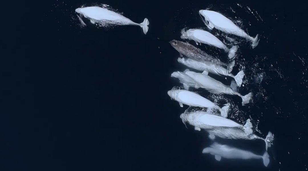 豆瓣排名第五摄人心魄的好片,豆瓣8.6分今年看过最良心的电影